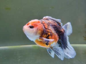 麒麟泰狮金鱼,鱼缸太小不养了,11-12厘米,喜欢的私聊!
