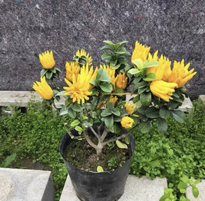 金华小佛手苗产品的详细参数,实时报价,价格行情,优质批发/供应等信息