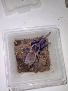 退坑宠物蜘蛛巴西大蓝蛛母6～7厘米