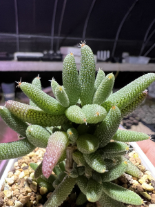 玉米枝干番杏老桩群生,头非常多,用来繁殖或者养状态都非常ok