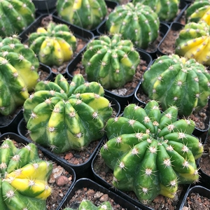 000人付款淘宝短毛丸,这个是真正的短毛丸,tb上面的全是大豪丸冒充的.