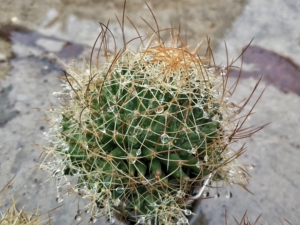 长刺长疣断琴丸仙人球mammillaria vagaspin