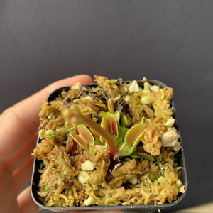 贝壳捕蝇草开花株,一物一拍,满68包邮中通