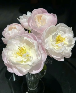 美国小姐芍药，初开包子型花朵，盛开如牡丹，先粉后白，花径20