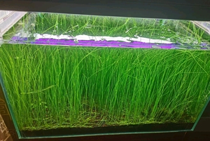 墨西哥大莎草 大莎草 大沙草 大娑草后景水草 阴性草 飘逸水