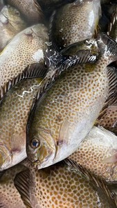 花泥猛鱼.特别新鲜.大小都有.去肚肠干净真空包装_阿里巴巴找货神器