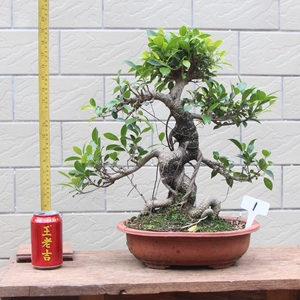 台湾虎皮榕树小榕树