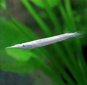 银水针鱼