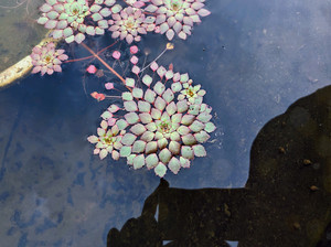 黄花菱/危地马拉水丁香
