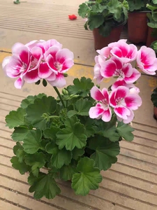 经典勤花好养,带花苞,苗大的品种天竺葵.花仙子白飞溅,粉飞溅