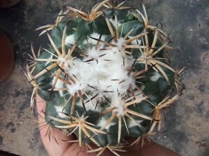 天司丸 实生6cm 特价 包邮 顶花球属实生仙人球像芽  实