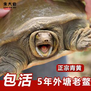正宗外塘生态鲜活青黄大甲鱼王八水鱼野外养中华老鳖团鱼足斤包活