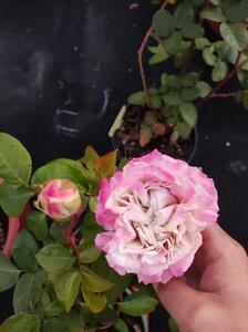 大教堂月季出售,貂蝉月季,露天扦插大苗,品种长势很慢,本地自