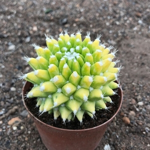 银春锦落地超大仙人球自然锦开花仙人掌类多肉植物盆栽室内