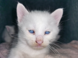 tb6259506285淘宝标价全款白猫狮子小猫异瞳阴阳眼肥猫,自家养,母猫