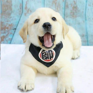 纯种拉布拉多幼犬活体神犬小七犬宠物狗狗活体幼崽导盲犬寻回猎犬