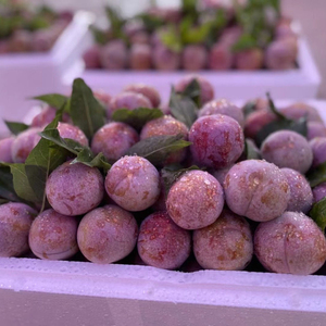 三华李当季新鲜李子现摘信宜钱排银妃三月李清脆水果现货果场直发