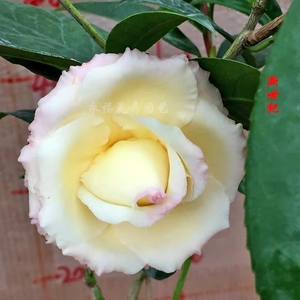 新世纪茶花盆栽树苗花型托桂至文瓣形黄花系列名贵品种室内外花卉