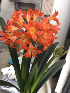 君子兰,青岛大叶,青岛大叶君子兰