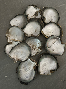 贝格shell 天然进口大溪地黑珍珠贝母壳黑蝶贝原材料