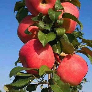 陕西渭南白水苹果