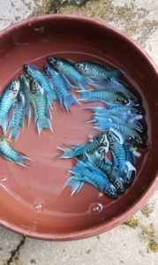 霸王蓝蛇一对25元包邮!冷水鱼,淡水鱼,中国斗鱼,好养耐