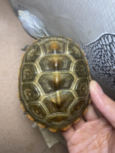 钻纹龟 小花中花大花豹子锦钻超级德州都有  带证销售