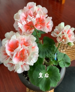 直立天竺葵美皇后,实物拍摄带花苞发货,店铺商品满78元包邮