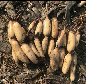 食用莲藕种苗南斯拉夫雪莲藕种根苗高产浅水藕种藕苗荷花莲藕种