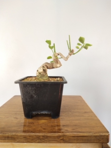 顺丰到付,指尖盆景日本绯玉真弓