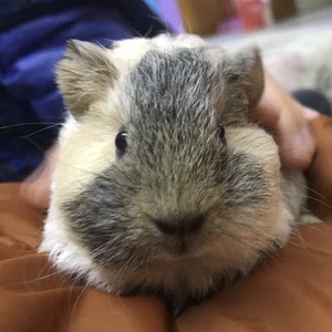 荷兰猪卷毛泰迪