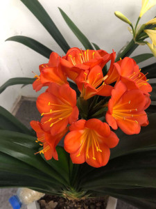 00王帅8888882淘宝青岛大叶君子兰,青岛大刀,0