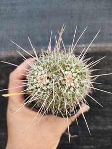 000人付款淘宝四海园艺白蛇丸仙人球乳