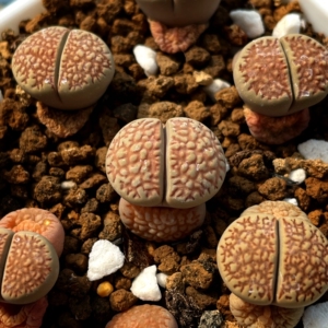 生石花臼典玉c123