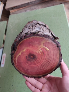 红油紫香椿木原木料 红椿木原木一段 非偏远地区包邮