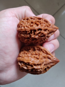 文玩核桃鸭嘴兽