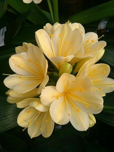 全新,细叶开黄花,君子兰,一物一拍,原土发,偏远地区不发