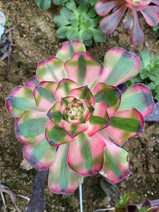 巫毒超白锦,基地一手货源,引种的老板联系,多肉植物,法师锦