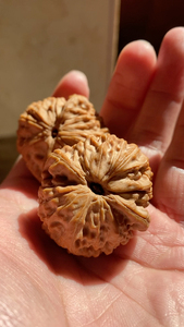 文玩核桃山地磨盘白狮子四座楼苹果园狮子头,野生龙眼元宝