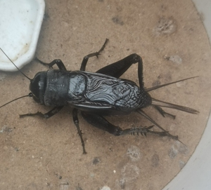 油葫芦黑虫,底板大,低温无水干养.另有玉眼,红眼,可批发可上