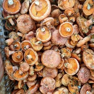 野生松乳菇寒菌松菌三九菇九月香27包邮到家