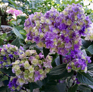 绣球花 黑美人最漂亮的黑杆子重瓣品种,花如其名.一物一拍发货