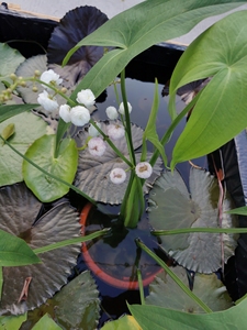 广东出重瓣茨菇,日本花卉茨菇满50包邮