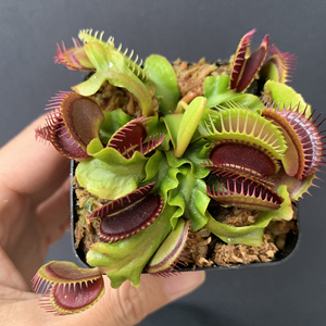 超大捕蝇草,一物一拍,清货,满68包邮