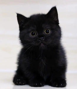 纯黑 玄猫 黑猫警长 纯种黑猫千岁岁幼猫英短纯黑宠物黑煤球招