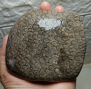 辉木化石,贵州桫椤玉.