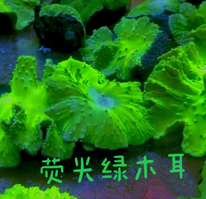 荧光绿木耳皮革珊瑚 lps海水软体珊瑚 海水自养