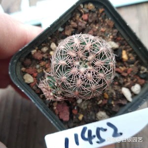 11452,赤刺罗星丸,自根,仙人球拍卖(温馨提示,植物特殊