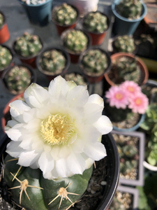 实生海王仙人球5个,混色,随机发不挑,已有花苞,59元5盆带