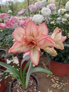 000人付款淘宝进口朱顶红僵尸苗,规格1.